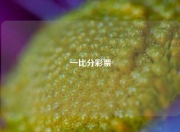 一比分彩票