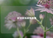 足球现场视频直播