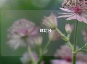 堔球比分