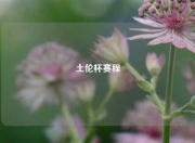 土伦杯赛程