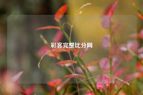 彩客完整比分网