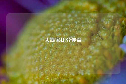 大赢家比分体育