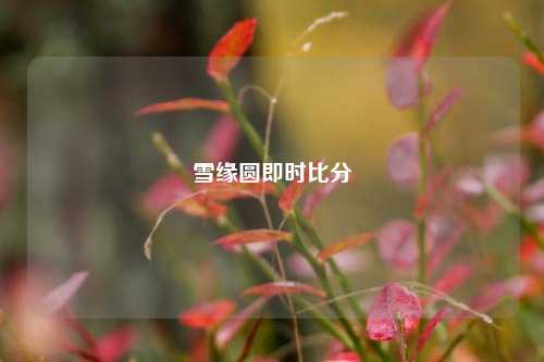 雪缘圆即时比分