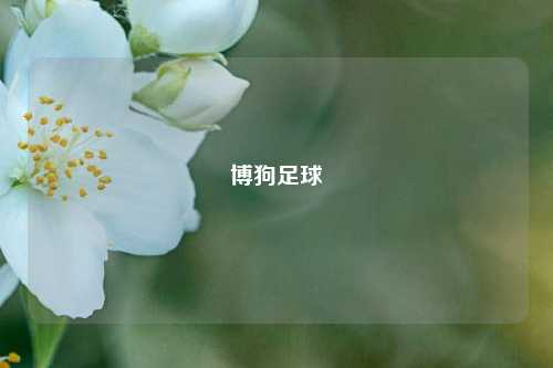 博狗足球