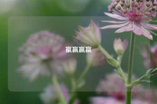 羸赢赢蠃