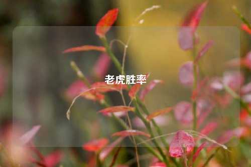 老虎胜率