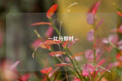 一比分即时