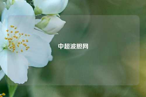 中超波胆网