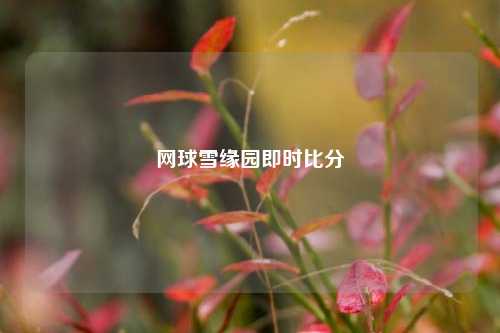 网球雪缘园即时比分